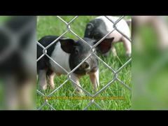 ผ้ารั้วผ่าตัดเชือกอเมริกัน 6 ฟุต x 8 ฟุต แผ่นลาดตระเวนรอบ