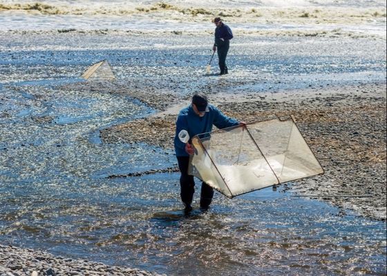 ตาข่ายไวท์เบทอัลลอยด์ 10 ช่อง x 10 ช่อง สำหรับซ่อมแซมตาข่ายไวท์เบท หรือทำมุ้ง